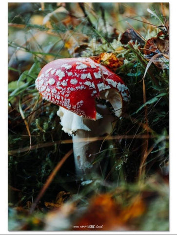 Magic Mushroom // Fine Art Print