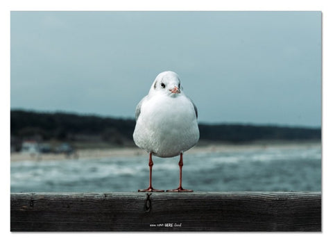 Bird // Fine Art Print