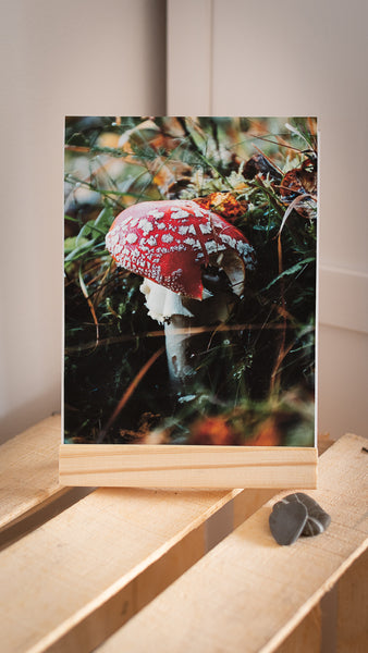 Magic Mushroom // Fine Art Print